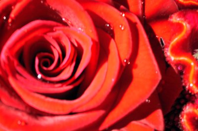Valentinstag von Sarah OToole